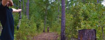 3D Bear Target in Woods