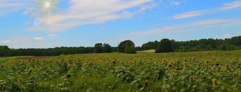 Sunflowers in Dove Field