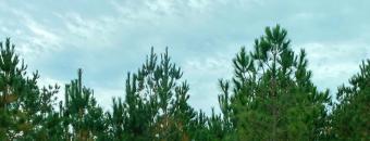 Tops of Pines at Scotland Road