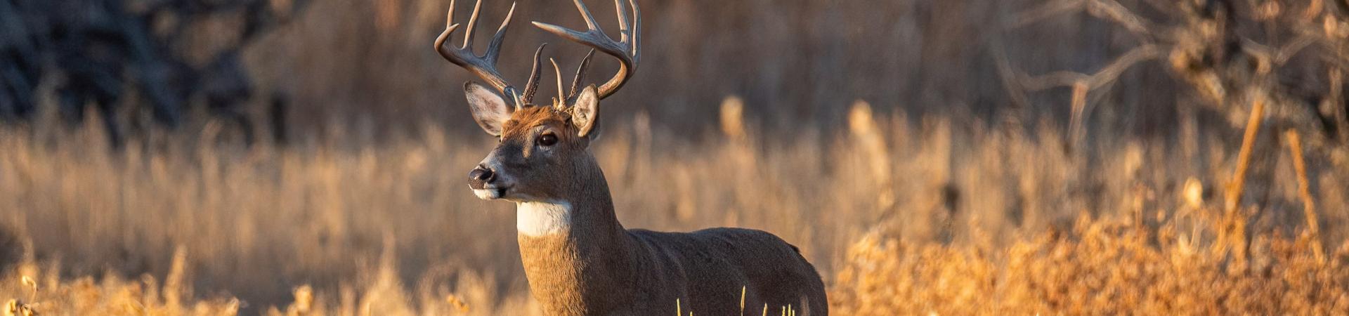 A majestic white-tailed deer with large, symmetrical antlers stands in a sunlit field of tall, golden grasses. Its alert eyes and perked ears indicate attentiveness to its surroundings. The background features blurred trees and brush, adding depth to the natural setting. The warm, golden lighting highlights the deer's rich brown coat and the details of its antlers.