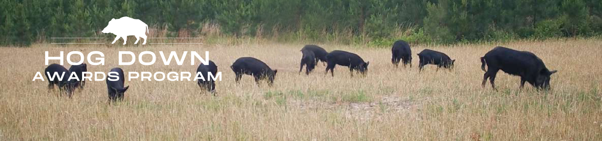A group of hogs in a field.