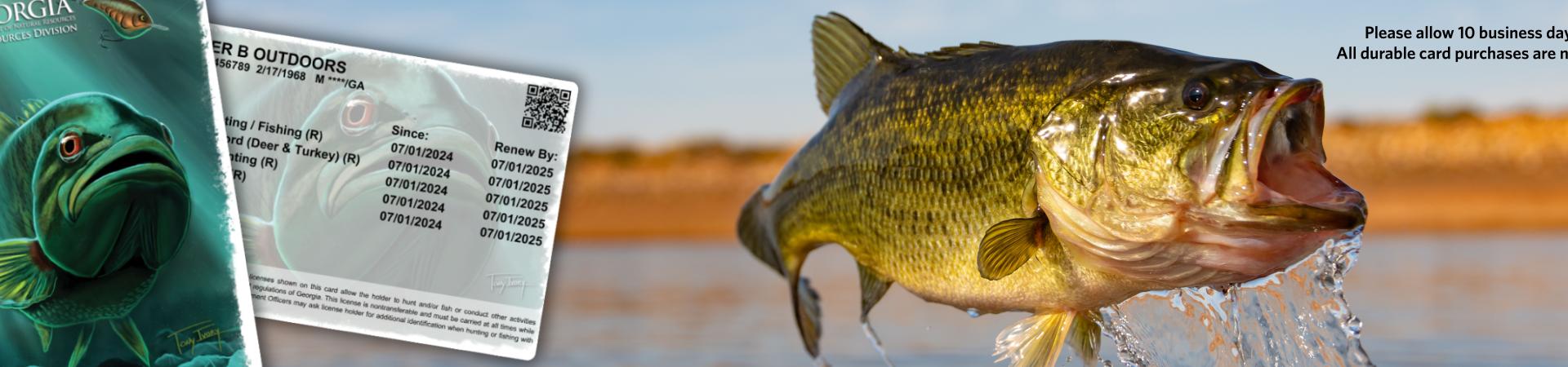 artistic bass on a hard card