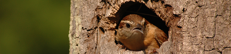 Photo: Todd Schneider Carolina wren