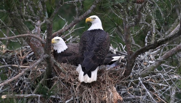 Bald Eagles in Nest