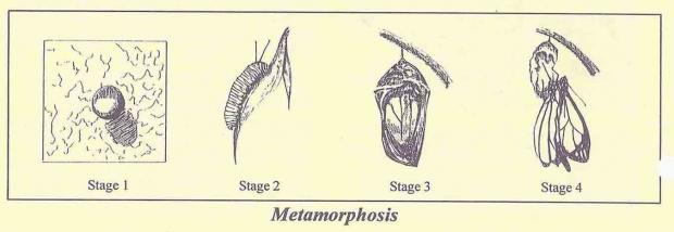 Metamorphosis of a Butterfly
