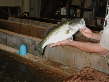 Largemouth Bass in the Holding House