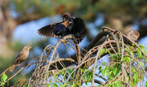 Male brown-headed cowbirds displaying for females (Terry W. Johnson)