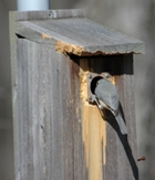 Image: Titmouse checks out nest box.
