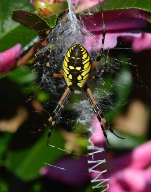 Black and yellow Argiope spider