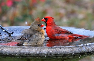Cardinal Birdbath