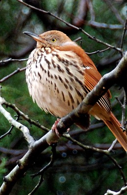 Brown thrasher with feathers fluffed. Terry W. Johnson