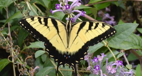 Eastern tiger swallowtail. Terry W. Johnson