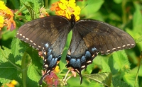 Black-phase, female tiger swallowtail. Terry W. Johnson