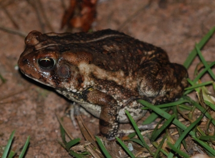 Fowler's Toad (credit: Terry W. Johnson)