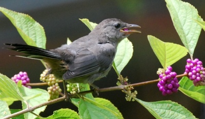 Gray catbird eating berries of American beautyberry. Terry W. Johnson