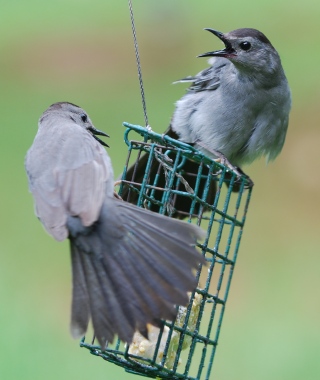 Gray catbirds fighting over suet. Terry W. Johnson