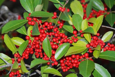 Holly berries in late October. Terry W. Johnson