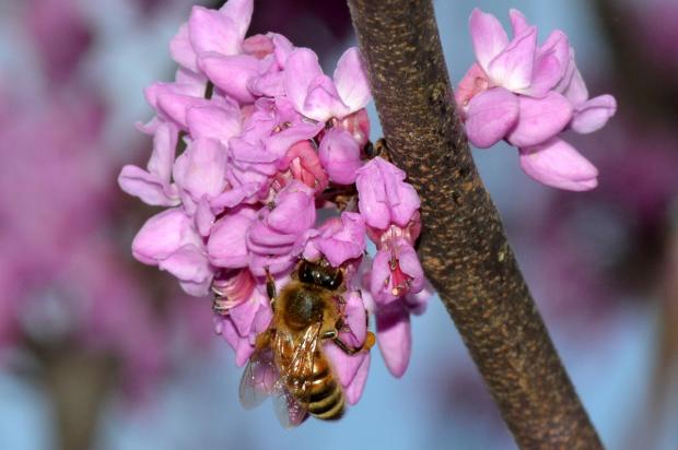 Honeybee on redbud bloom (Terry W. Johnson)