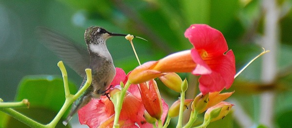 Ruby-throated hummingbird on trumpet creeper. Terry W. Johnson