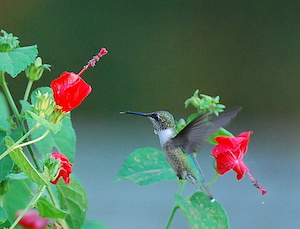 Ruby-throated Male Hummingbird