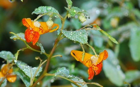 Jewelweed. By Terry W. Johnson