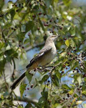 Northern mockingbird in sugarberry tree. Todd Schneider/Ga. DNR