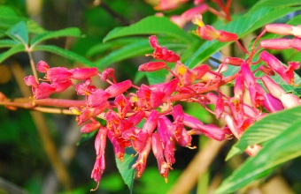 Red buckeye in bloom. Terry W. Johnson