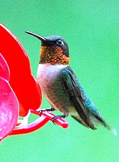 Ruby-throated hummingbird (Terry W. Johnson)