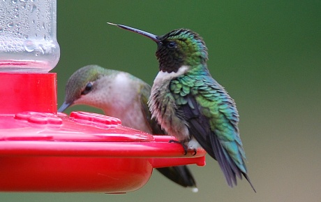 Ruby-throated hummingbirds at feeder. Terry W. Johnson