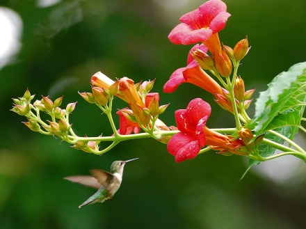 Hummingbird at trumpet creeper. Terry W. Johnson