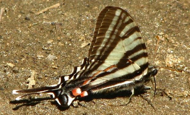 Zebra swallowtail (Terry W. Johnson)