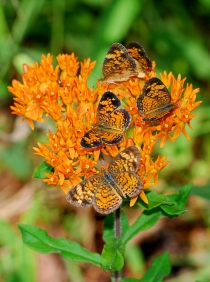 Butterfly weed (Terry W. Johnson)