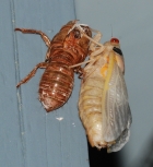 Shedding Cicada