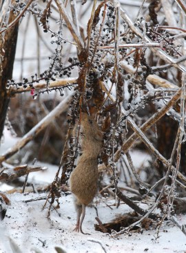 Hispid cotton rat eating pokeberries in winter