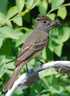 Great crested flycatcher (Terry W. Johnson)