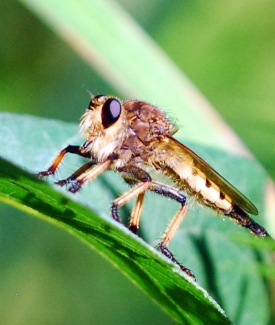 Robber fly. Photo by Terry W. Johnson.