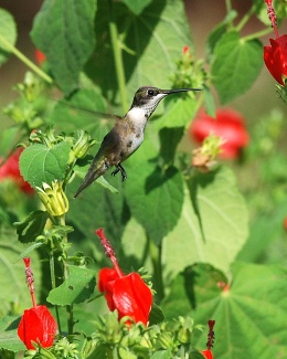Rubythroated hummingbird at Turk's cap. Terry W. Johnson