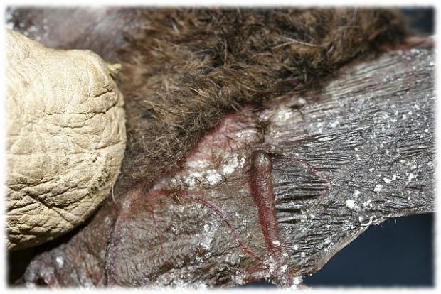 White Nose on Bat